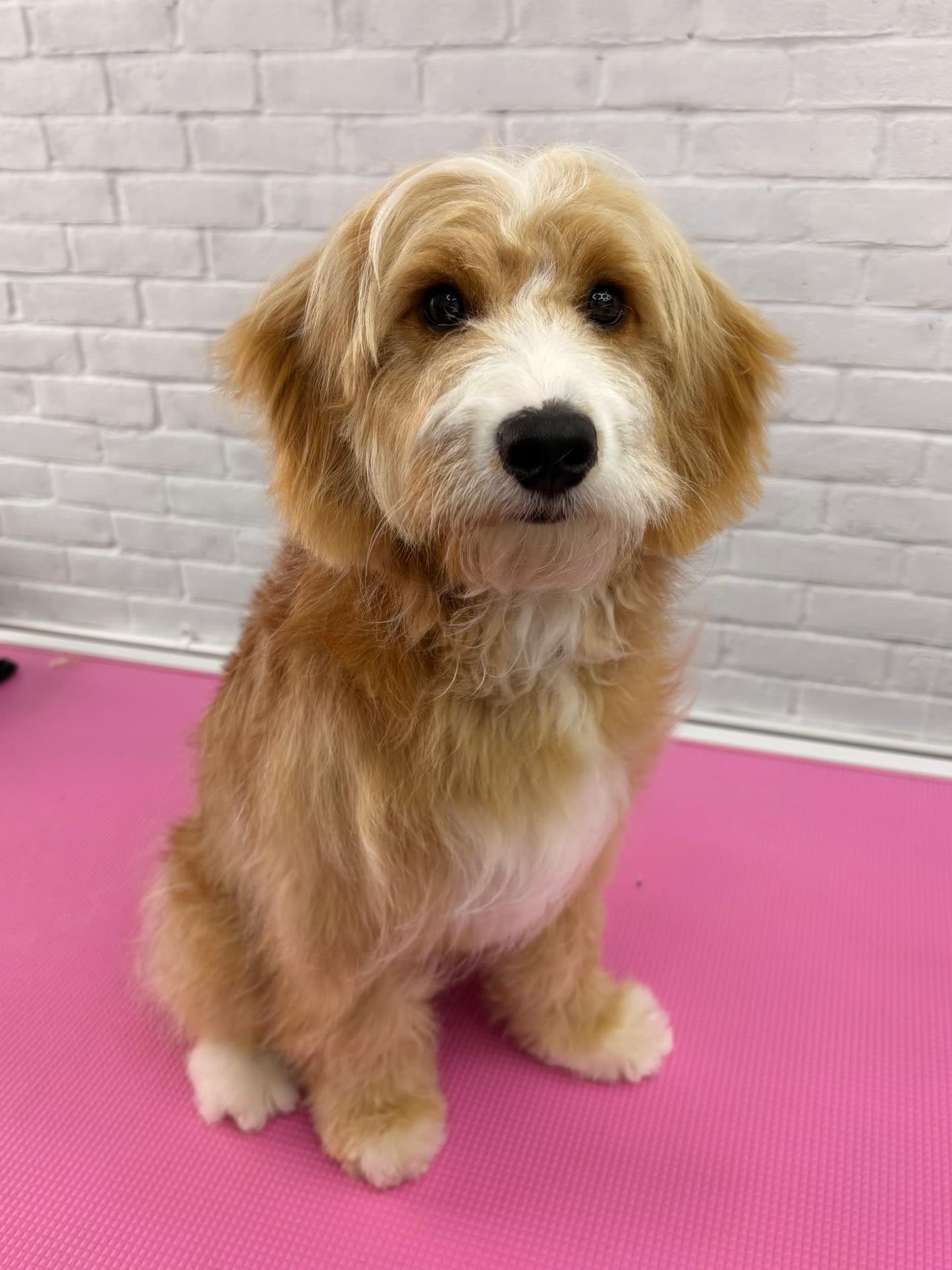 Ivory Tails dog groomer before and after transformation of a golden coated cross breed, from a scruffy overgrown coat to a neat, tidy finish