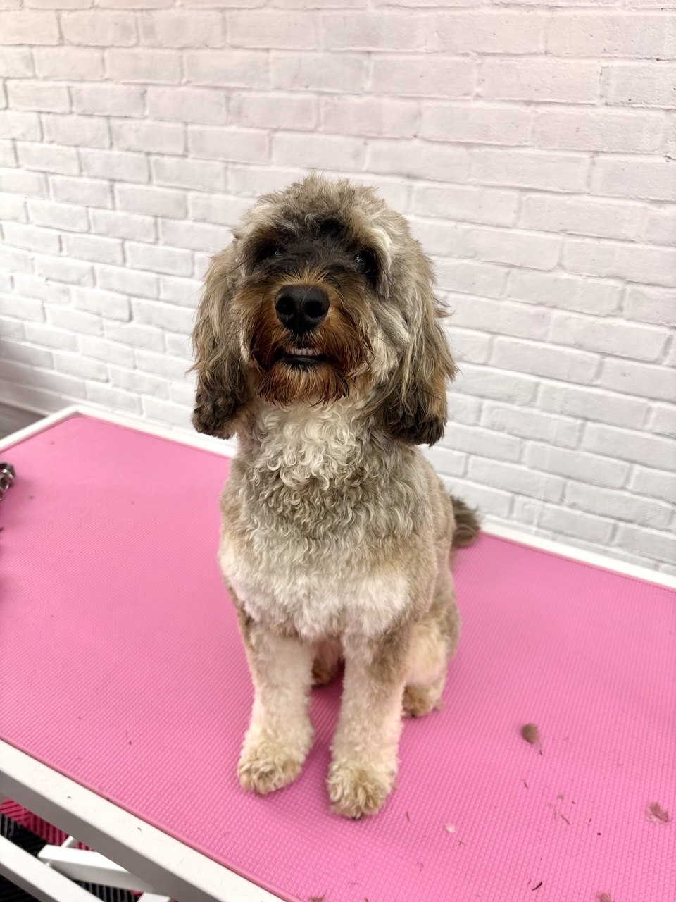 Before and after grooming: a cockapoo with a long, scruffy coat, then freshly trimmed, tidy and bright-eyed on the salon table
