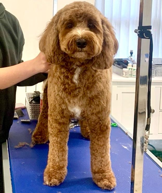 Before and after grooming