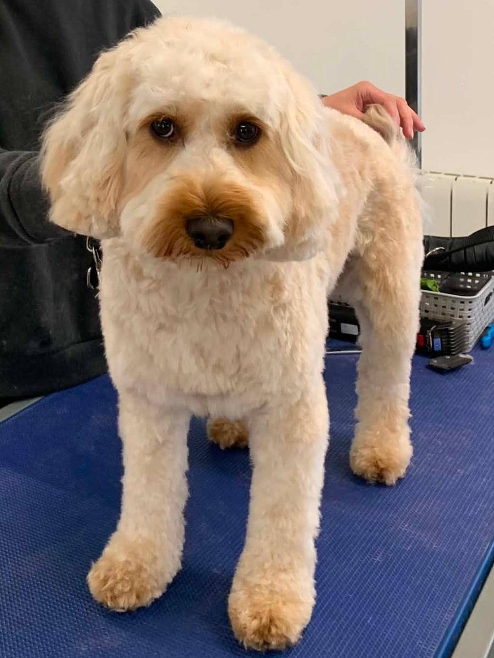 Before and after grooming